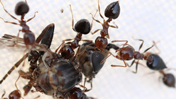 Wallpaper thumb: Acrobat Ant (Crematogaster sp)